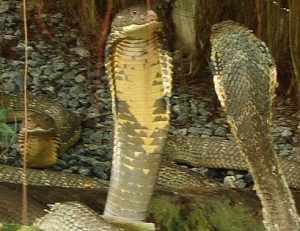 Three King Cobras in Thailand