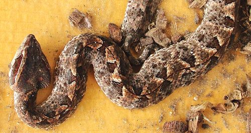 Bangkok Post - New kind of pit viper discovered in South