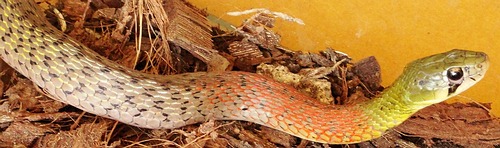 The very common Red Necked Keelback Snake, venomous, found in Thailand and southeast Asia.