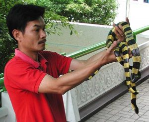 Banded Krait Snake at Bangkok, Thailand Snake Farm