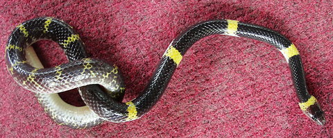 Laotian Wolf Snake (Lycodon Laoensis) Native to Thailand