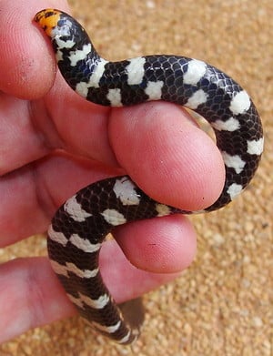 Belly and Tail of Red Tailed Pipe Snake native to Thailand