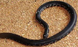 Redtailed Pipe Snake Scientific Name Cylindrophis Stock Photo 1248906658