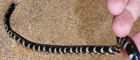 Stock photo of Blanford's Pipe Snake (Cylindrophis lineatus) raising its  tail which is…. Available for sale on