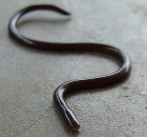 Non venomous, burrowing snake native to southeast asia. The Brahminy Blind snake is parthenogetic - can spawn young without males.