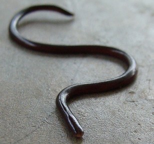 Brahminy Blind Snake - Non Venomous - Not Dangerous | ThailandSnakes