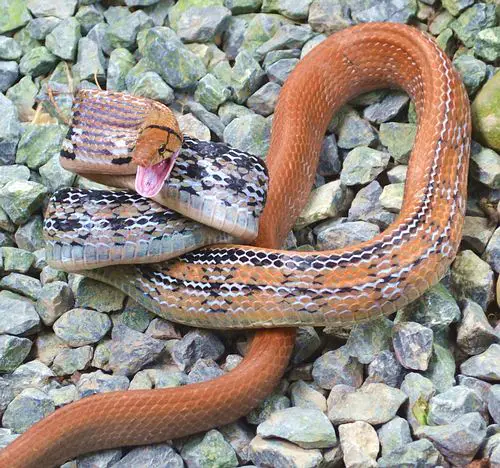 These snakes can be more yellow and brown. This one is quite orange colored.