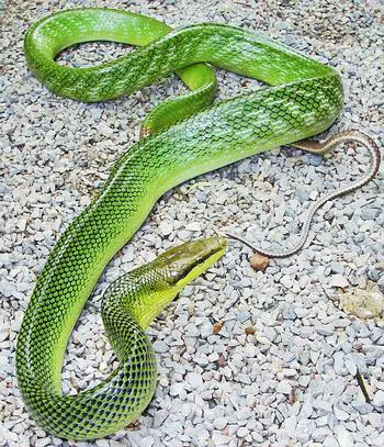 Red Tailed Racer Non Venomous Not Dangerous Thailand Snakes