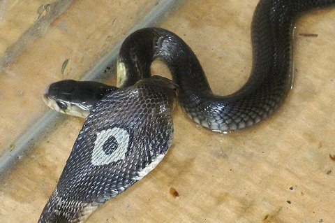 Monocled cobra siblings. Deadly venomous snakes - Naja kaouthia - Thailand