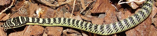 Golden Tree Snakes are very yellow and black from juvenile to adult.