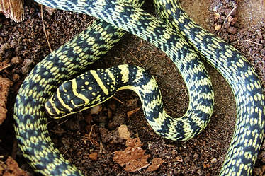 In Thailand the golden tree snakes typically have this coloration and pattern.