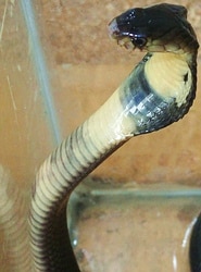 Deadly venomous Thailand monocled cobra (naja kaouthia) in strike pose.