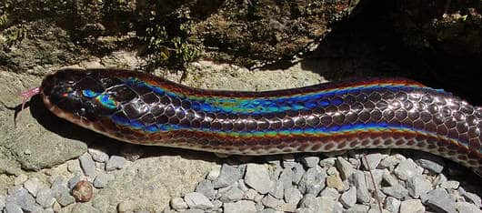 Sunbeam snakes - Xenopeltis unicoor - in Thailand have a rainbow glow to their scales.