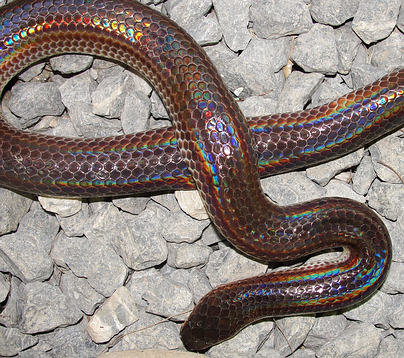 Body of sunbeam snake in Thailand - brown, thick and iridescent scales.