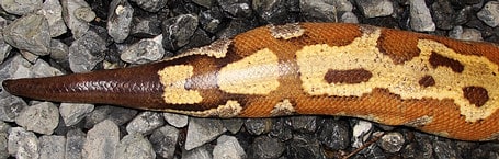 Blood Python Tail - from southern Thailand