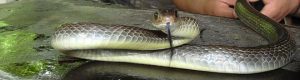 Grey Indochinese rat snake in Thailand