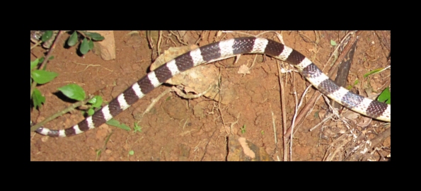 Malayan Krait, or Blue Krait found in Thailand - a very deadly snake