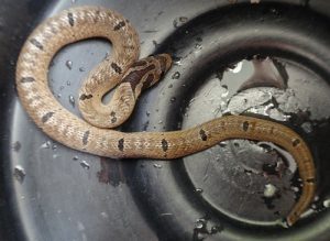 Brown Kukri Snake - Non Venomous - Not Dangerous | ThailandSnakes