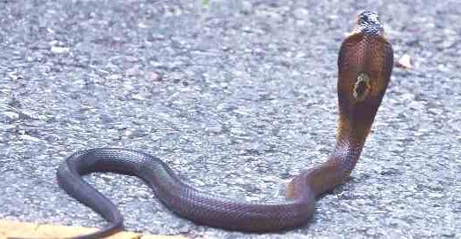 Juvenile Monocled Cobra found on a road in northeast Thailand