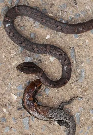 Mock Viper with Dead Skink Meal