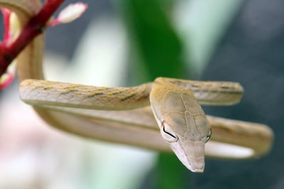 Brown Oriental Whip Snake - Ahaetulla prasina from Thailand