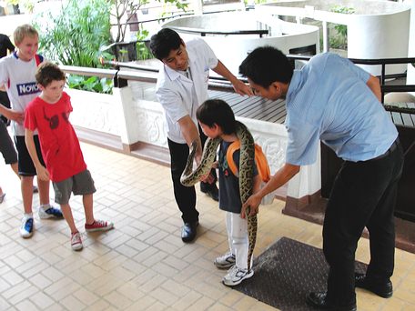 Small boy learning about Burmese Python in Bangkok Snake Show - Queen Saovabha Memorial Institute.