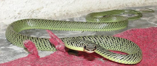 Golden Tree Snake found in Southern Thailand