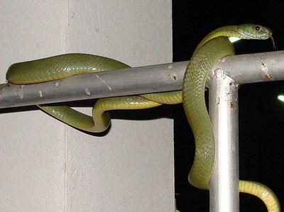 Green Cat Snake - Boiga cyanea. Harmless. Southern Thailand