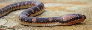 Puff Faced Water Snake - Homalopsis buccata from Nakhon si Thammarat