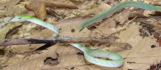 Oriental Whip Snake, Ahaetulla prasina, venomous, rear-fanged snake from Thailand