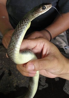 Common rat snake, southern Thailand.
