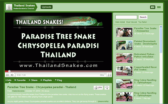 Screenshot of ThailandSnakes Youtube Channel focusing on snakes of Thailand.