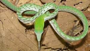 Oriental Whip Snake, Ahaetulla prasina, from Thailand