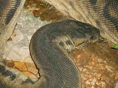 Javan File Snake (Acrochordus javanicus) showing the loose, wrinkly grey-brown skin and small head