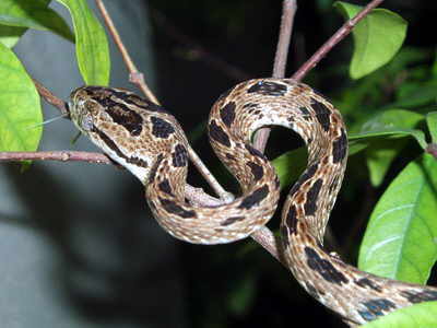 Many-Spotted Cat Snake (Boiga multomaculata) showing the bold dark spots on a pale tan body