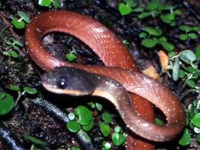 Boiga Nigricepts Red Cat Snake Worst Venom of Boiga Bulian