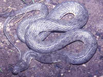 Cerberus Rynchops Dog Faced Water Snake Trutnau