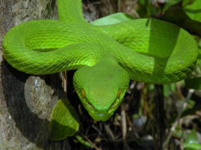 Cryptelytrops-albolabris-white-lipped-pit-viper-bulian | ThailandSnakes