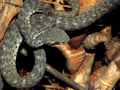 Kanburi Pit Viper (Trimeresurus kanburiensis) on a limestone outcrop, showing the brown-grey speckled pattern typical of the species
