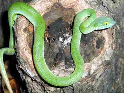 Cryptelytrops Macrops Large Eyed Green Pit Viper Bulian
