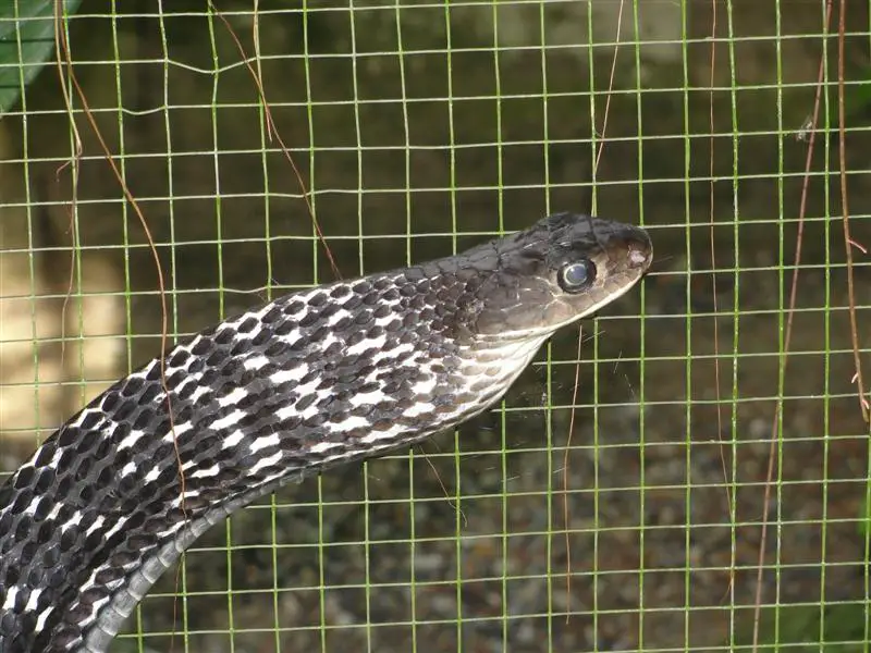 Keeled rat snake from southern Thailand - venomous, but no effect on humans.