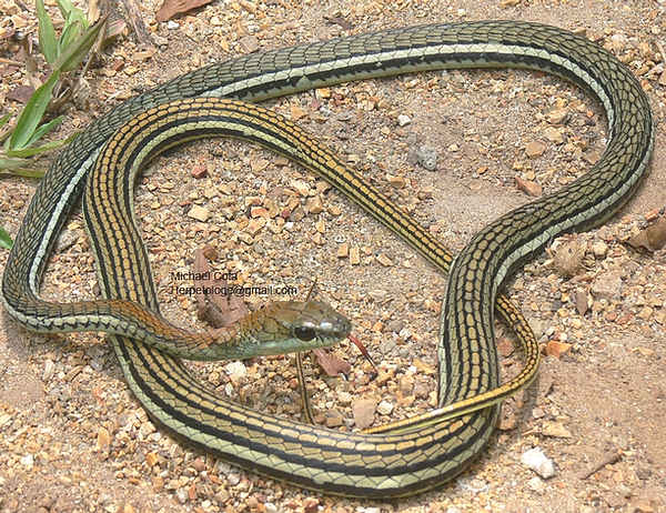 Dendrelaphis Caudolineatus