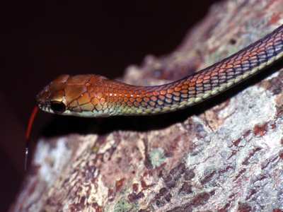 Wall's Bronzeback (Dendrelaphis cyanochloris) showing the blue interstitial skin between scales when defensive
