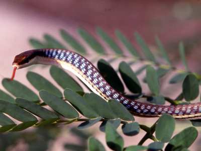 Common Painted Bronzeback (Dendrelaphis pictus) showing the bronze-brown back and creamy-yellow lateral stripe