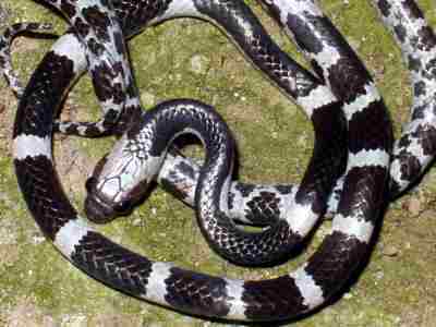 Unidentified Bridle snake with black and white bands running the length of the snake.