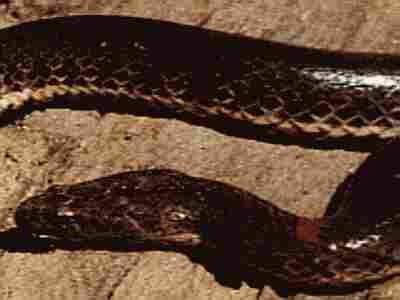 Enhydris Jagori Jagors Water Snake