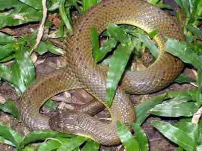 Enhydris Plumbea Plumbeous Water Snake Bulian