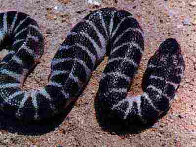 Shaw's Sea Snake (Hydrophis curtus) showing the stout body, grey banding and paddle-shaped tail