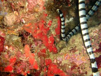 Laticauda Colubrina Yellow Lipped Sea Krait Phuket Jurgen Holzel