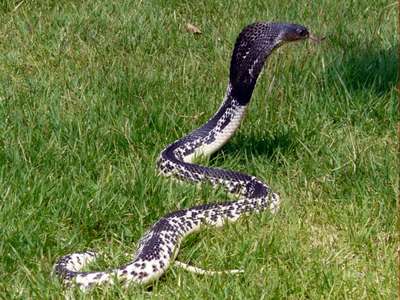 Naja Siamensis Indochinese Spitting Cobra Black White Variant Bulian